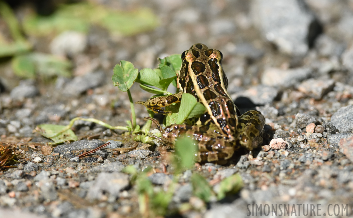 Rana pipiens [400 mm, 1/3200 sec at f / 8.0, ISO 1600]